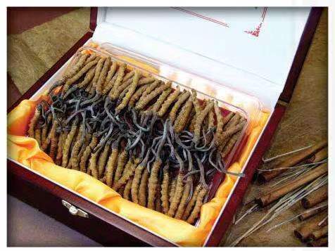 宁远冬虫夏草回收